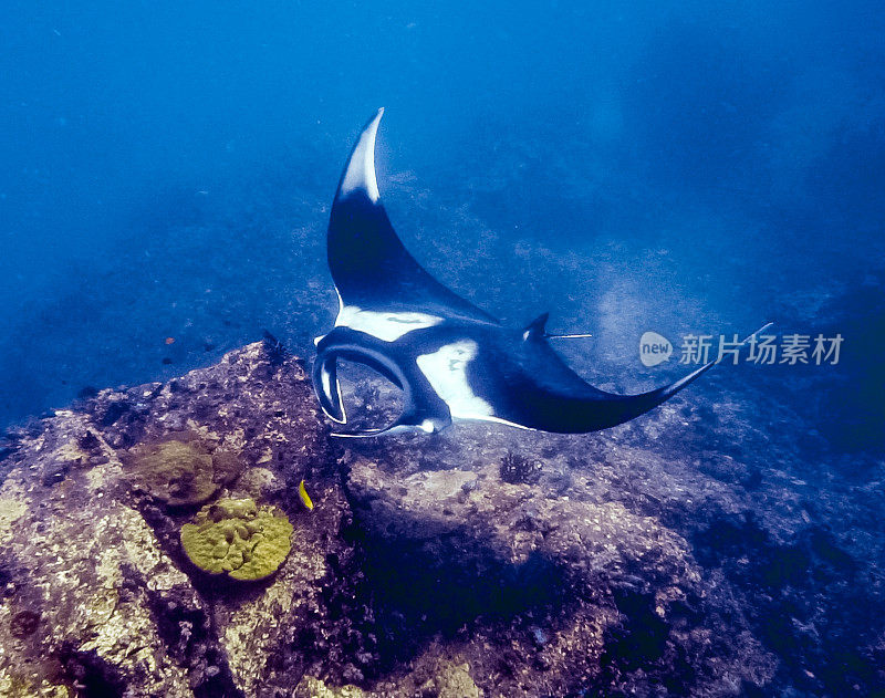 罕见的水下近距离接触濒危物种海洋蝠鲼(Manta birostris)